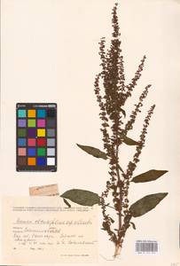 Rumex obtusifolius L., Eastern Europe, West Ukrainian region (E13) (Ukraine)