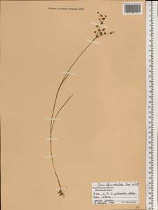 Juncus alpinoarticulatus Chaix, Eastern Europe, Central forest region (E5) (Russia)