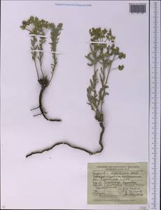 Euphorbia seguieriana Neck., Middle Asia, Northern & Central Kazakhstan (M10) (Kazakhstan)