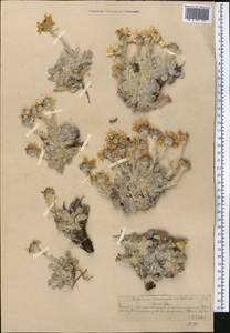 Richteria leontopodium Winkl., Middle Asia, Northern & Central Tian Shan (M4) (Kazakhstan)