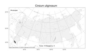 Cirsium uliginosum (M. Bieb.) Fisch., Atlas of the Russian Flora (FLORUS) (Russia)