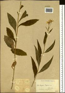 Senecio nemorensis L., Siberia, Yakutia (S5) (Russia)