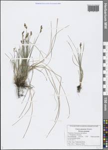 Carex praecox Schreb., Eastern Europe, Middle Volga region (E8) (Russia)