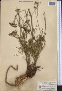 Sphaenolobium tianschanicum (Korovin) Pimenov, Middle Asia, Western Tian Shan & Karatau (M3) (Kazakhstan)