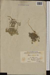 Odontarrhena corymbosoides (Formánek) Spaniel, Al-Shehbaz, D. A. German & Marhold, Western Europe (EUR) (North Macedonia)