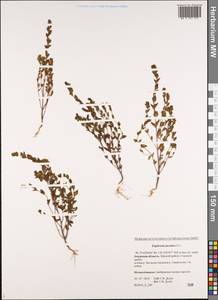 Euphrasia jacutica Juz., Siberia, Russian Far East (S6) (Russia)