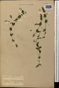 Lathyrus aphaca L., Caucasus, Azerbaijan (K6) (Azerbaijan)