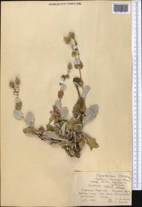 Cousinia affinis Schrenk, Middle Asia, Western Tian Shan & Karatau (M3) (Kazakhstan)