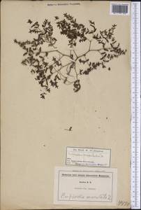 Euphorbia maculata L., America (AMER) (United States)