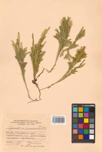 Dendrolycopodium obscurum (L.) A. Haines, Siberia, Russian Far East (S6) (Russia)