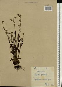 Myosotis scorpioides L., Eastern Europe, North Ukrainian region (E11) (Ukraine)