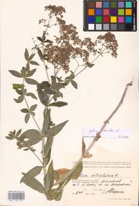 Galium rubioides L., Eastern Europe, Lower Volga region (E9) (Russia)