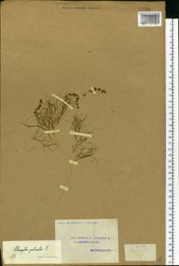 Stuckenia pectinata (L.) Börner, Eastern Europe, Volga-Kama region (E7) (Russia)