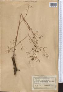 Ferula caspica M.Bieb., Middle Asia, Muyunkumy, Balkhash & Betpak-Dala (M9) (Kazakhstan)