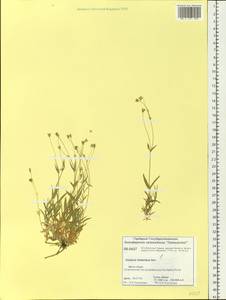 Stellaria fischeriana Ser., Siberia, Central Siberia (S3) (Russia)