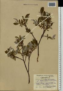 Salix phylicifolia L., Eastern Europe, Northern region (E1) (Russia)