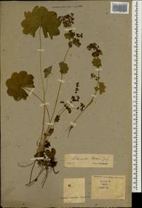 Alchemilla, Caucasus (no precise locality) (K0) (Not classified)