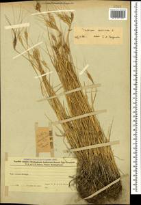 Triticum aestivum L., Caucasus, Azerbaijan (K6) (Azerbaijan)