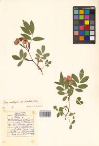 Rosa davurica Pall., Siberia, Russian Far East (S6) (Russia)