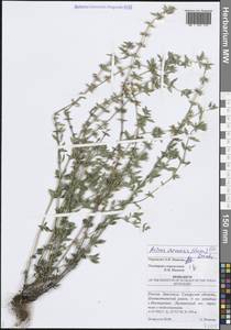 Clinopodium acinos (L.) Kuntze, Eastern Europe, Middle Volga region (E8) (Russia)