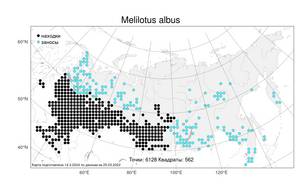 Melilotus albus Medik., Atlas of the Russian Flora (FLORUS) (Russia)