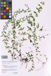 Cruciata glabra (L.) Opiz, Eastern Europe, Central forest-and-steppe region (E6) (Russia)