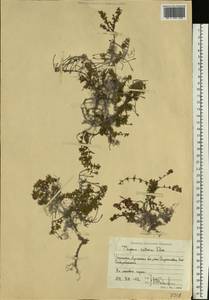 Thymus calcareus Klokov & Des.-Shost., Eastern Europe, North Ukrainian region (E11) (Ukraine)
