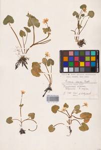 Ficaria verna Huds., Eastern Europe, Middle Volga region (E8) (Russia)