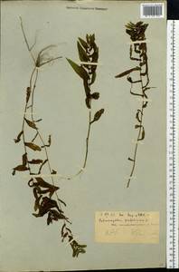 Potamogeton perfoliatus L., Siberia, Yakutia (S5) (Russia)