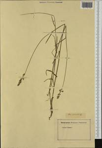 Glyceria striata (Lam.) Hitchc., Western Europe (EUR) (Not classified)