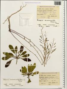 Brassica elongata subsp. integrifolia (Boiss.) Breistr., Caucasus, North Ossetia, Ingushetia & Chechnya (K1c) (Russia)
