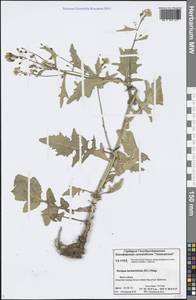 Rorippa barbareifolia (A. DC.) Kitag., Siberia, Central Siberia (S3) (Russia)