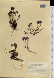 Hylotelephium cyaneum (Rudolph) H. Ohba, Siberia, Chukotka & Kamchatka (S7) (Russia)