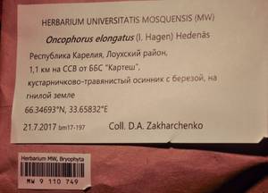 MW 9 110 749, Symblepharis elongata (I. Hagen) Fedosov, M. Stech & Ignatov, Bryophytes, Bryophytes - Karelia, Leningrad & Murmansk Oblasts (B4) (Russia)