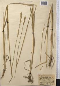 Leymus alaicus (Korsh.) Tzvelev, Middle Asia, Northern & Central Kazakhstan (M10) (Kazakhstan)