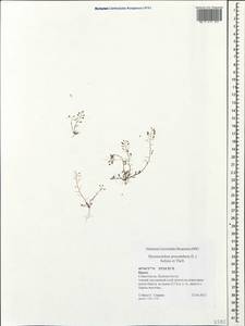 Hornungia procumbens (L.) Hayek, Crimea (KRYM) (Russia)