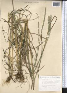 Agropyron, Middle Asia, Dzungarian Alatau & Tarbagatai (M5) (Kazakhstan)