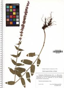 Salvia nemorosa subsp. pseudosylvestris (Stapf) Bornm., Eastern Europe, Middle Volga region (E8) (Russia)