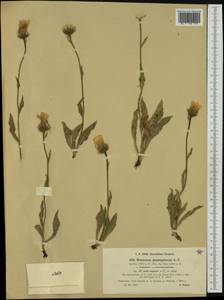 Hieracium dentatum subsp. subcrispum (Arv.-Touv. ex Zahn) Gottschl., Western Europe (EUR) (France)