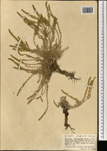 Caroxylon passerinum (Bunge) Akhani & Roalson, Mongolia (MONG) (Mongolia)