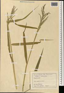 Poaceae, South Asia, South Asia (Asia outside ex-Soviet states and Mongolia) (ASIA) (India)