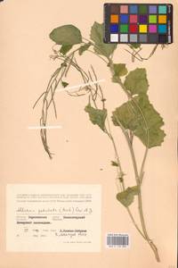 Alliaria petiolata (M.Bieb.) Cavara & Grande, Eastern Europe, Central forest-and-steppe region (E6) (Russia)