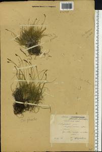 Carex glacialis Mack., Siberia, Yakutia (S5) (Russia)