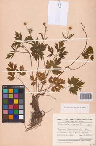 Ranunculus repens L., Eastern Europe, South Ukrainian region (E12) (Ukraine)