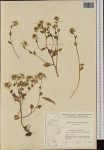 Cochlearia anglica L., Western Europe (EUR) (Denmark)