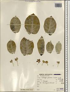 Calotropis procera (Ait.) Ait. fil., South Asia, South Asia (Asia outside ex-Soviet states and Mongolia) (ASIA) (Iran)