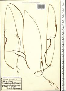 Carex distans L., Caucasus, Stavropol Krai, Karachay-Cherkessia & Kabardino-Balkaria (K1b) (Russia)