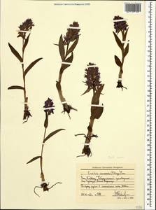 Dactylorhiza euxina (Nevski) Czerep., Caucasus, Stavropol Krai, Karachay-Cherkessia & Kabardino-Balkaria (K1b) (Russia)