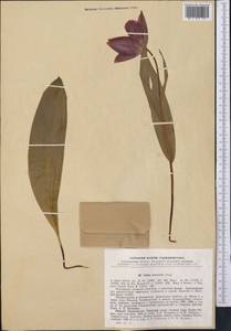 Tulipa praestans H.B.May, Middle Asia, Pamir & Pamiro-Alai (M2) (Tajikistan)