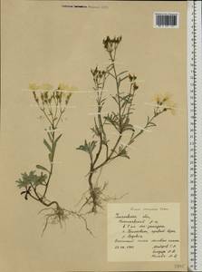 Linum ucranicum Czern. ex Gruner, Eastern Europe, Middle Volga region (E8) (Russia)